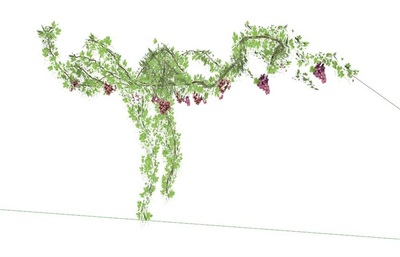 葡萄藤設計su模型[原創]